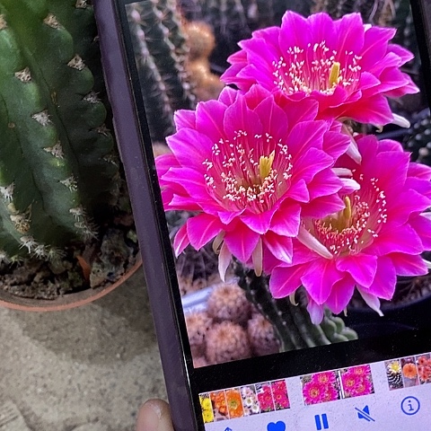 阿娥特娜仙人球，257990