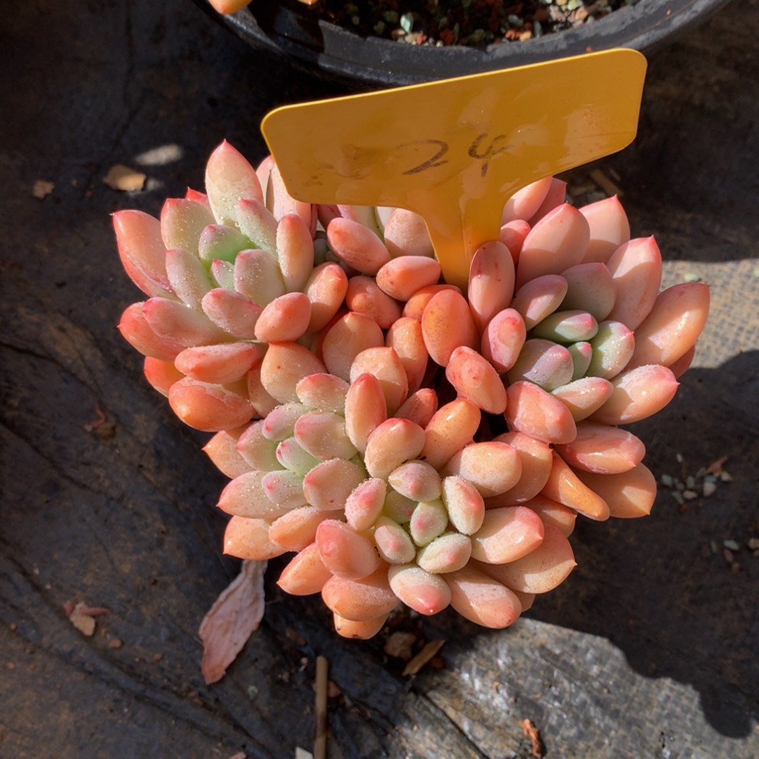 跌破血迹五7272727727