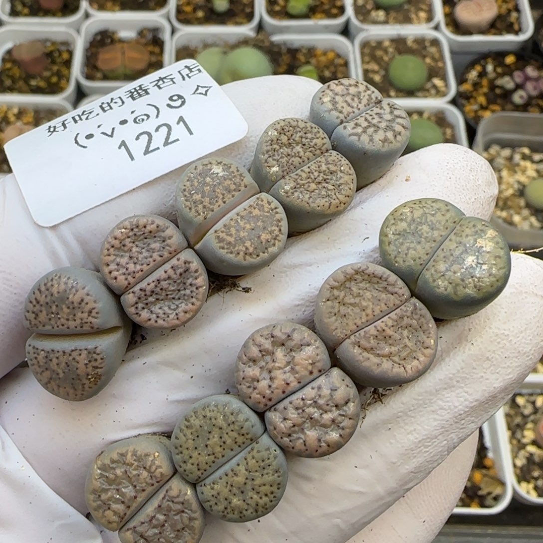 1221。血点朝贡。。。。