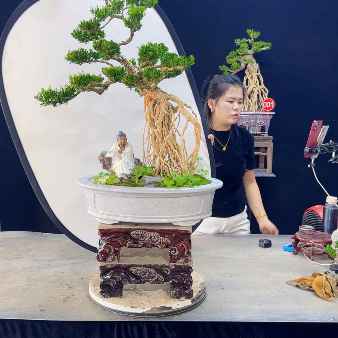 高端黄杨盆景艺术