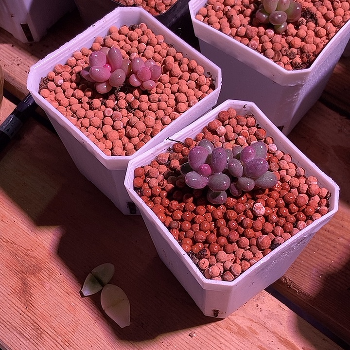 关***苦彩虹奶酪蛋黄奶酪多肉