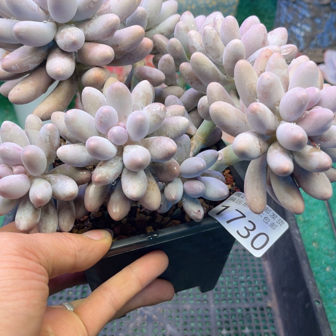 大1730ik j k k k k k k