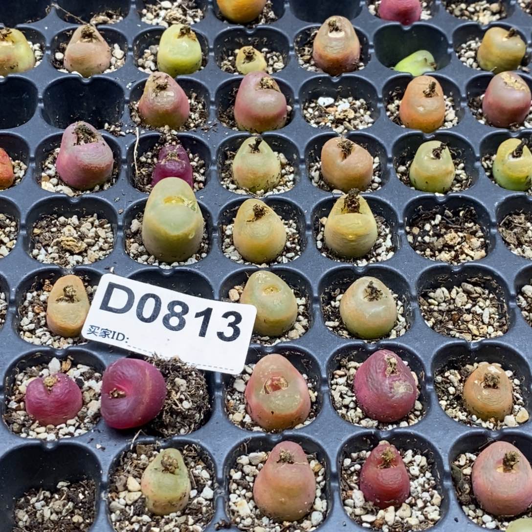 大***贝0813 直播间一物一拍