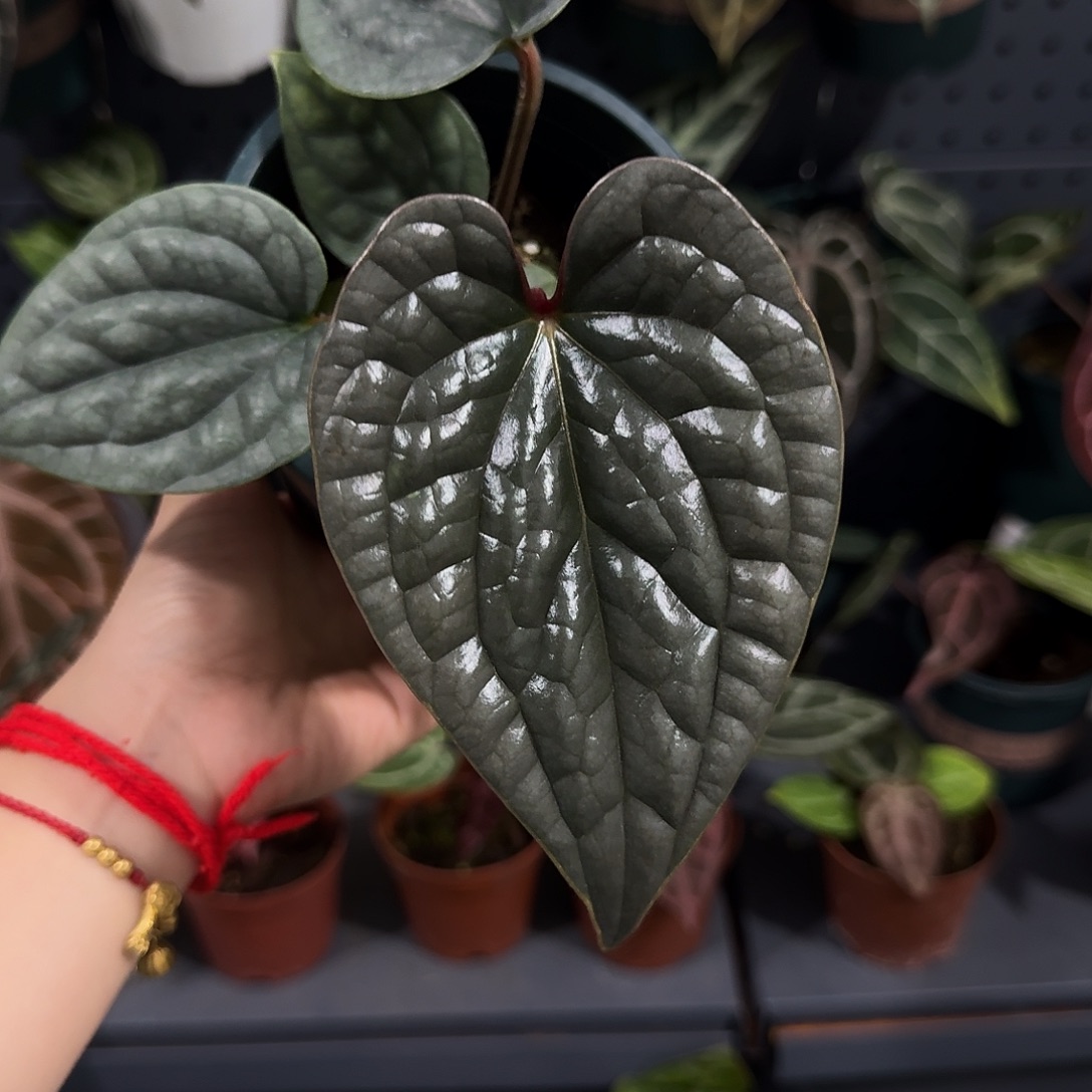 无花朵019  老版黑奢华