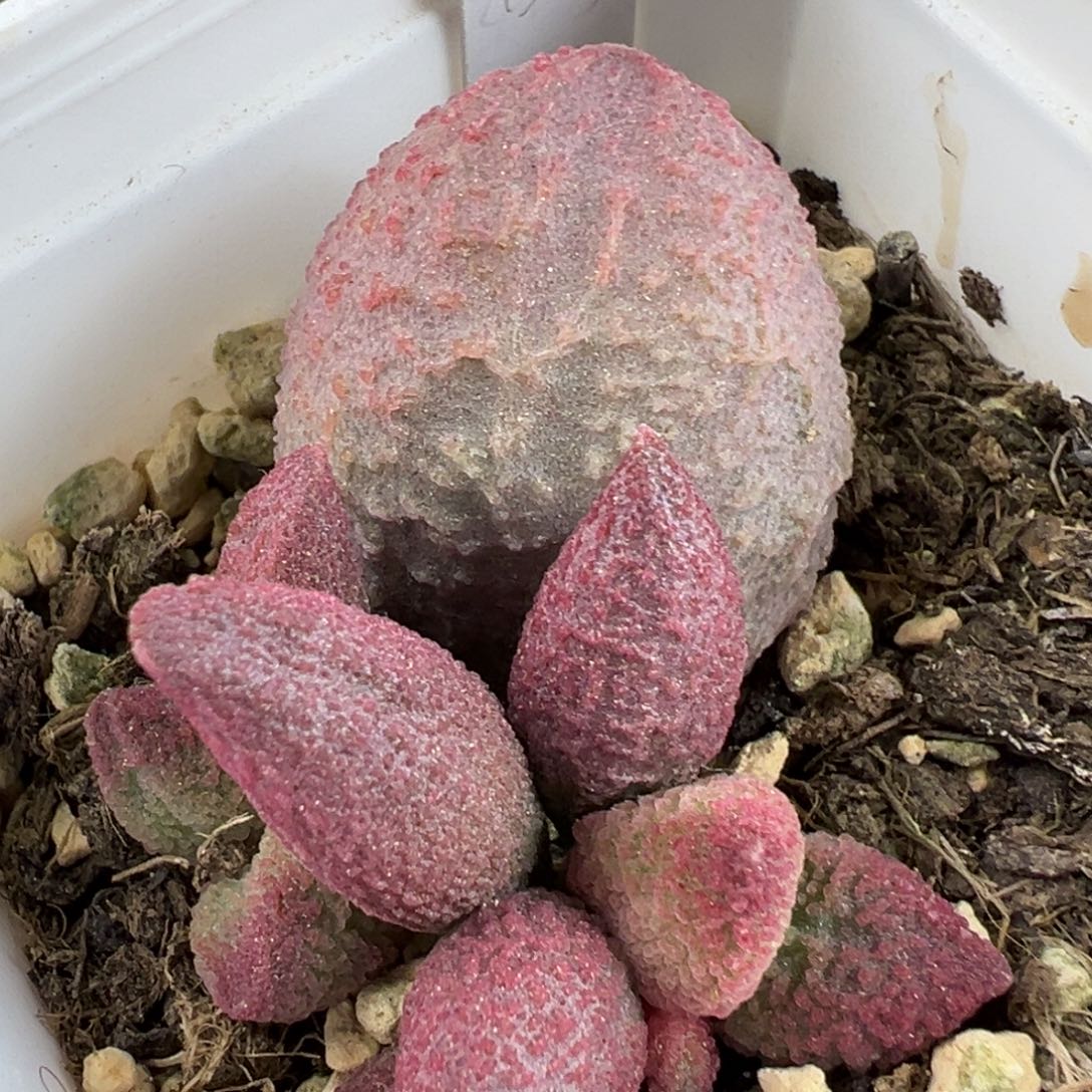 138号腹部系多肉植物水泡