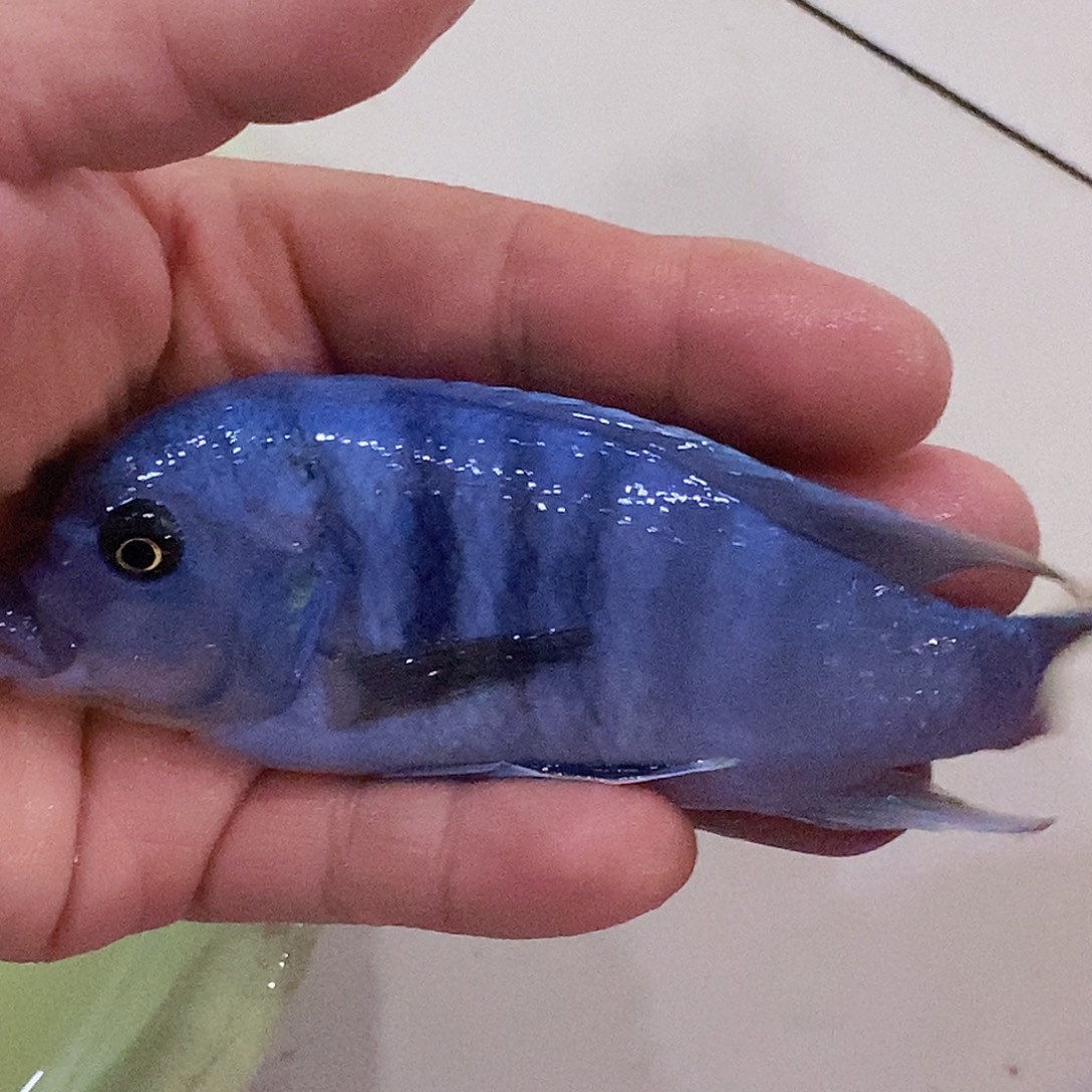 缘***福魔法鱼大骷髅1条14厘米
