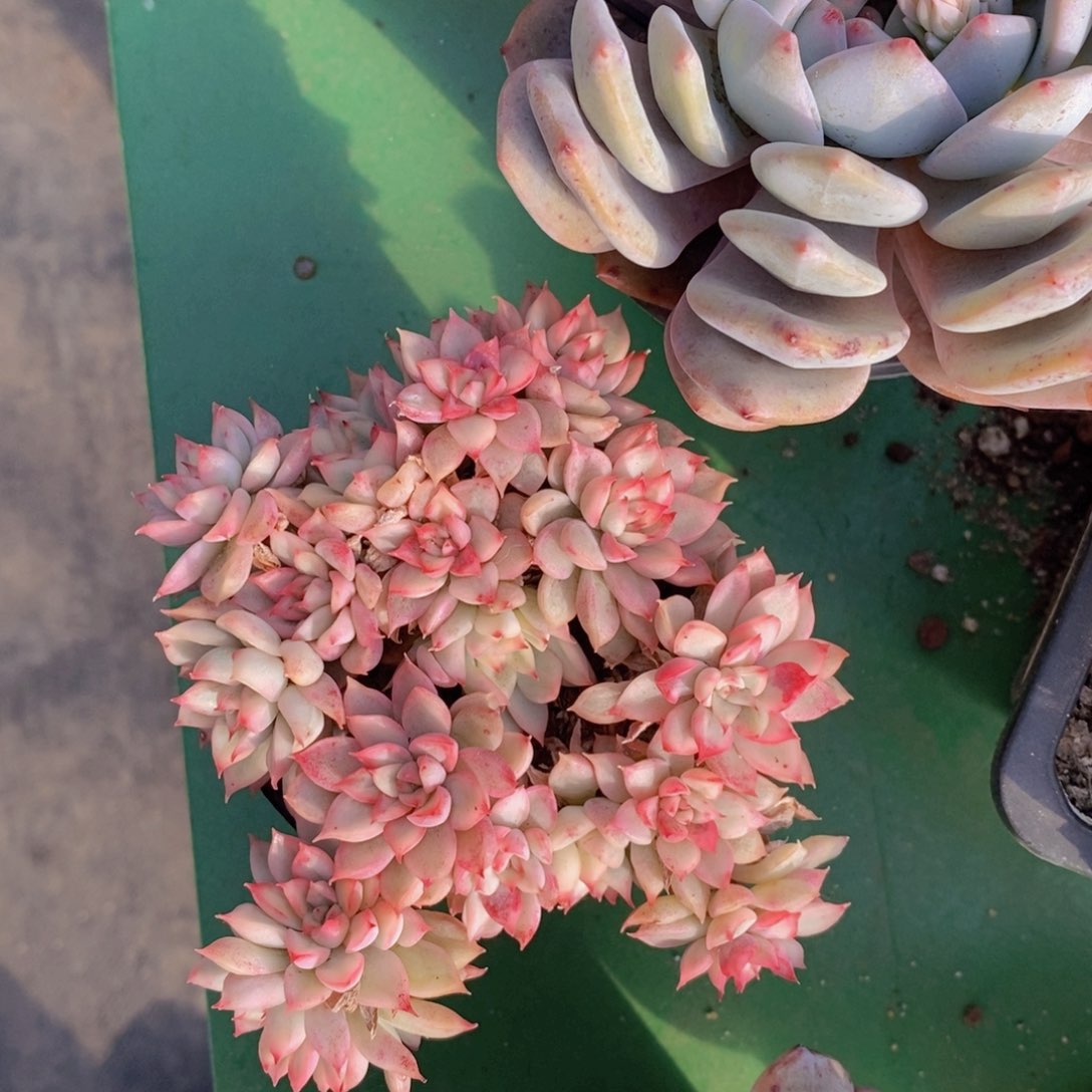 女雏锦11111111111111