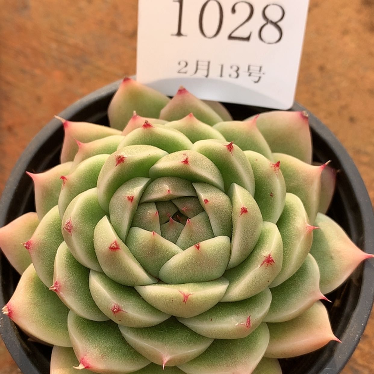 【闪购商品】云1028