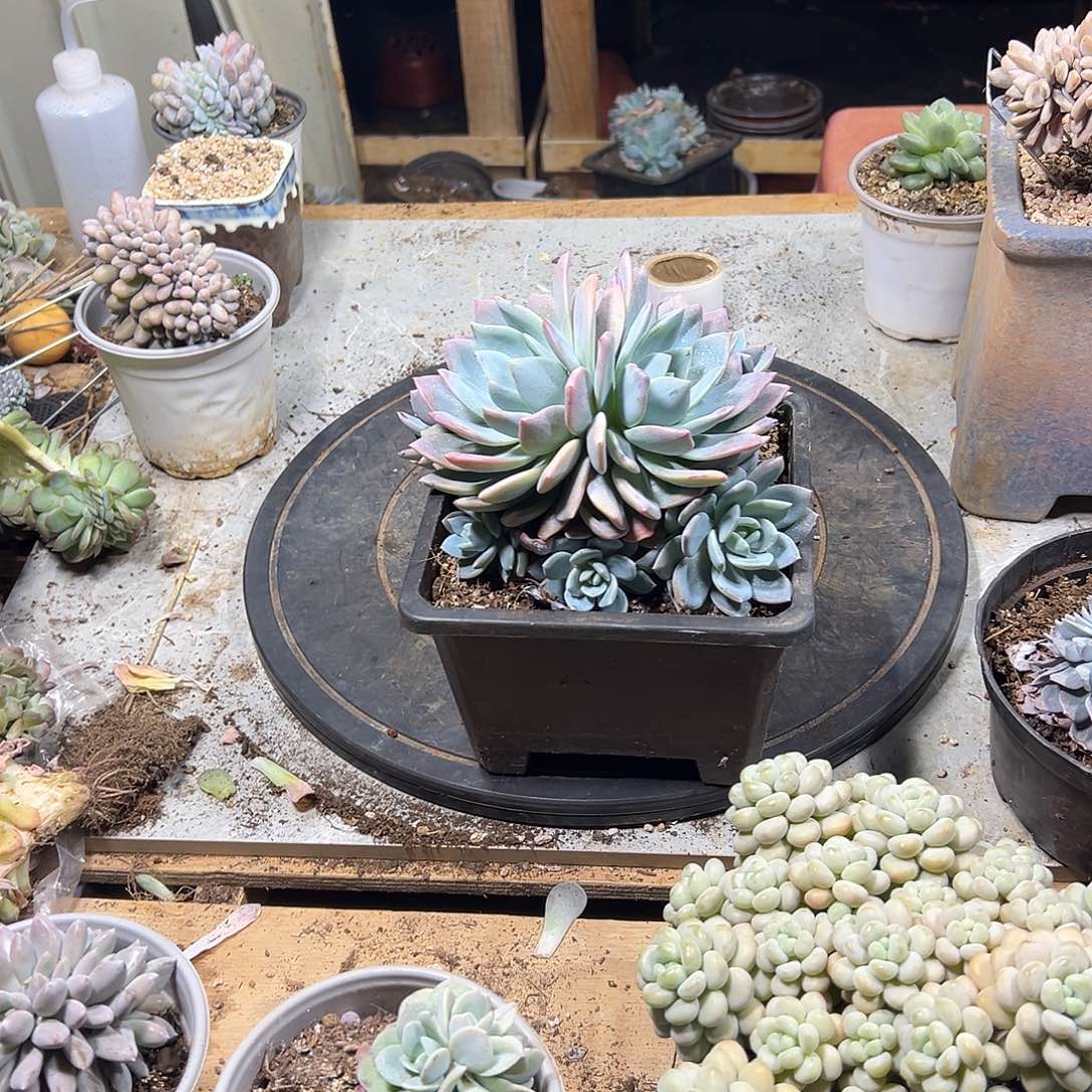 l***,多肉植物实物直播实物128