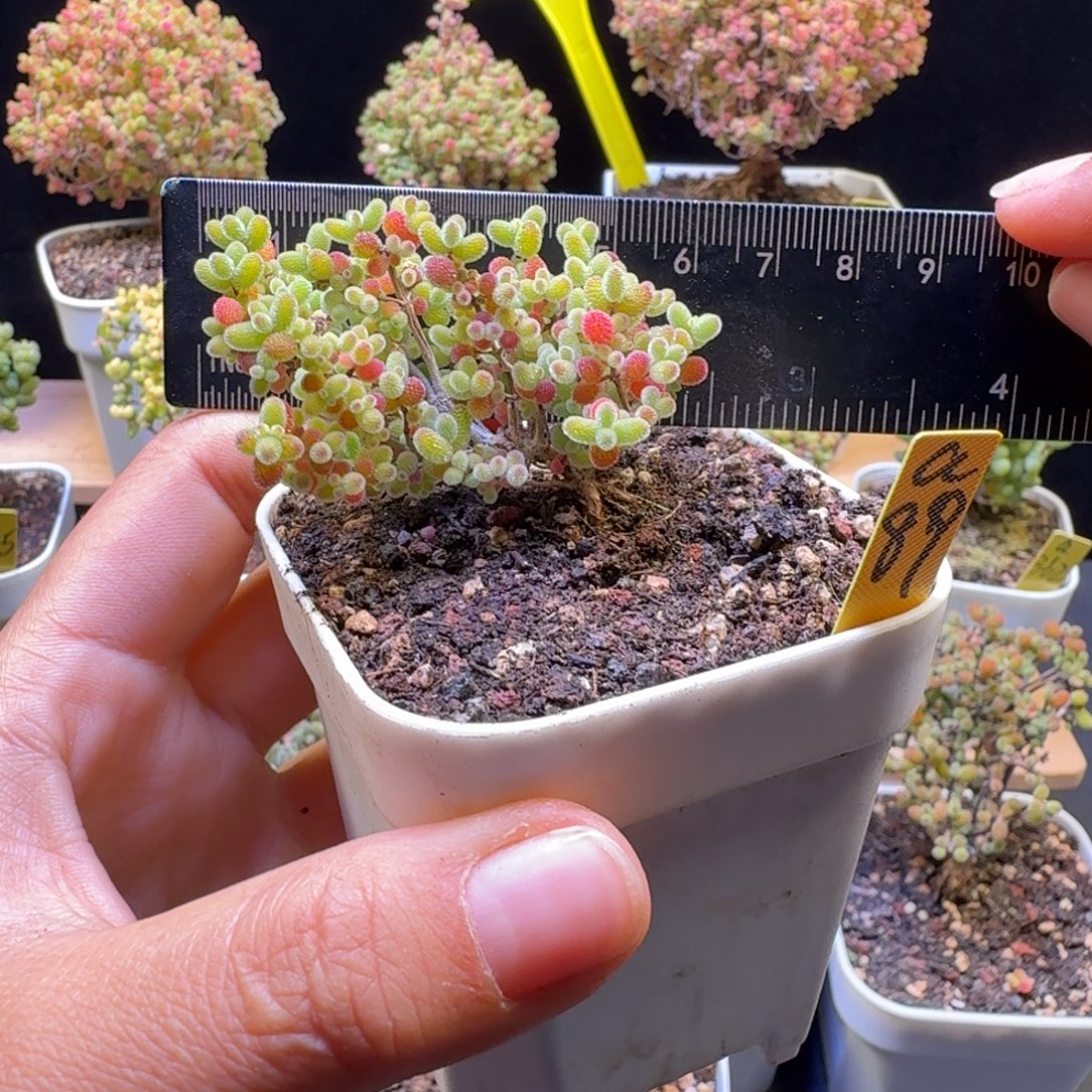 a89号橘子糖冠服6厘米左右