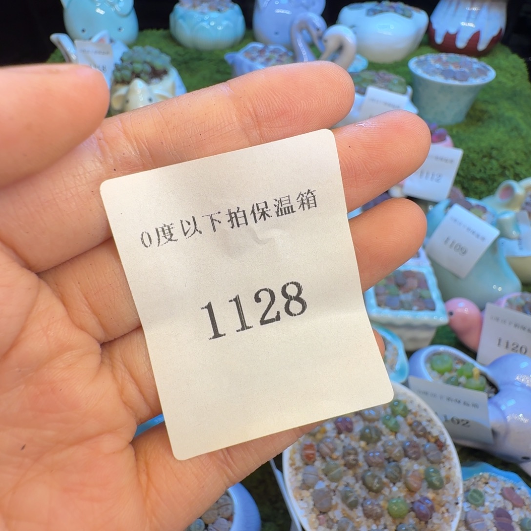 多肉开播福利价1128