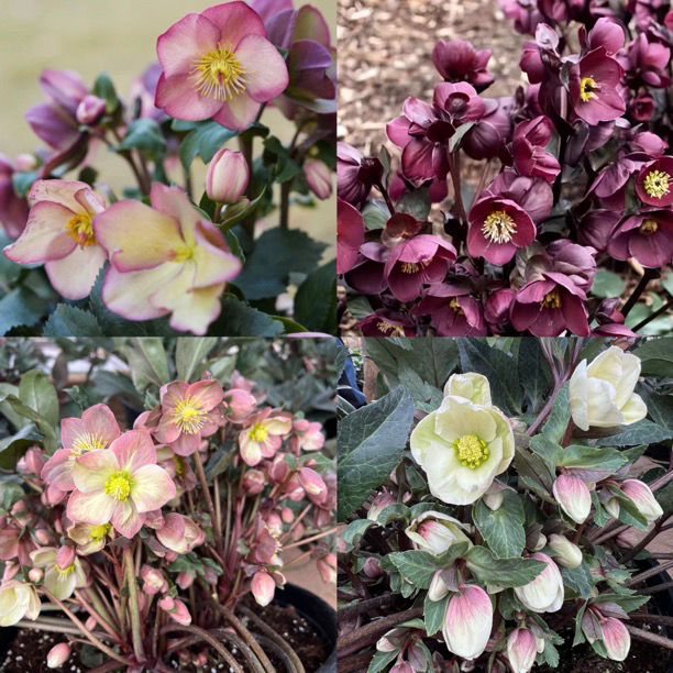 铁筷子圣诞玫瑰，《冰雪系列一物一拍》耐寒耐冷，花期长，新手推荐入