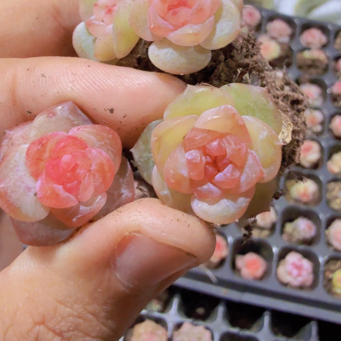 玉琉璃琥珀五颗一组