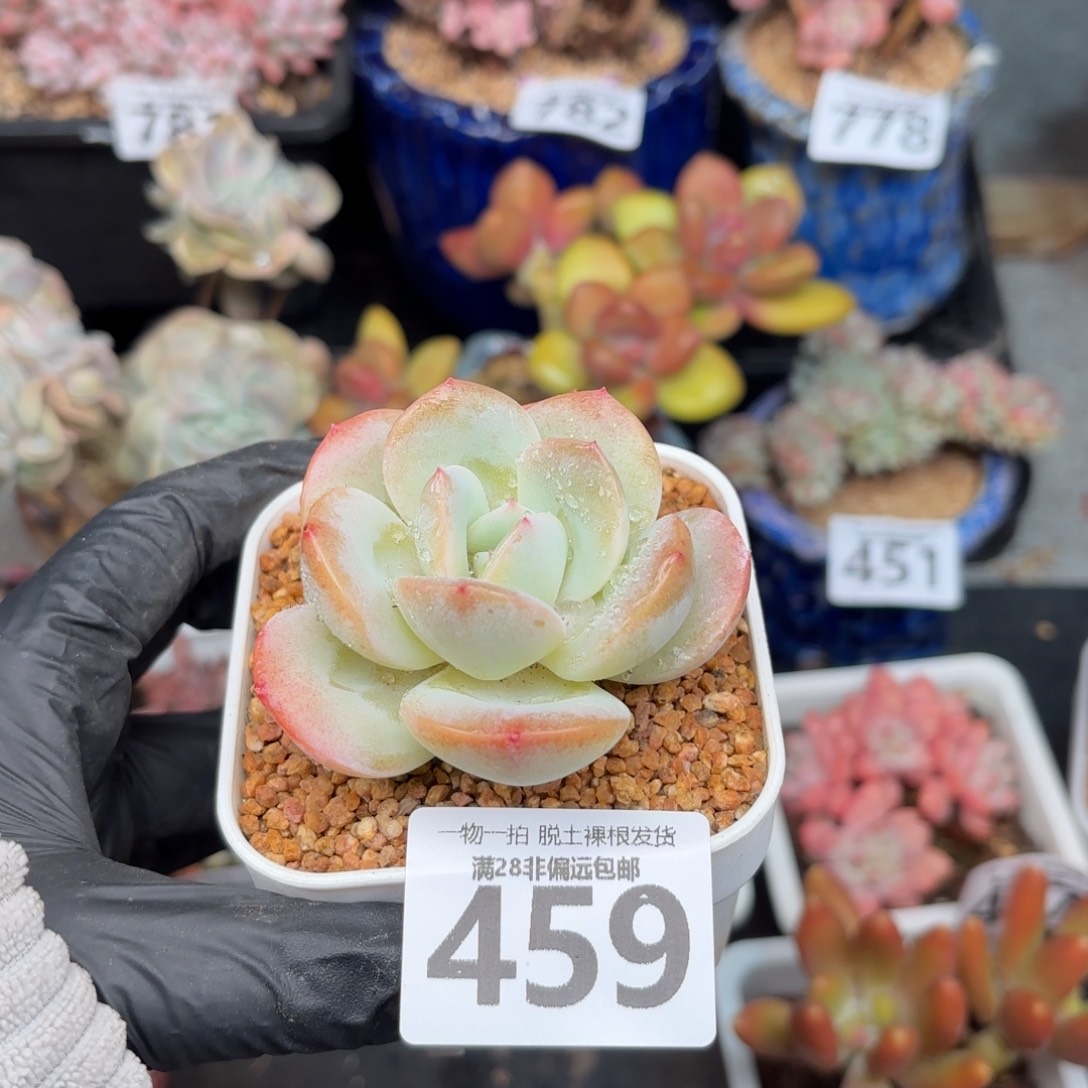 泡芙奶茶无盆土发货