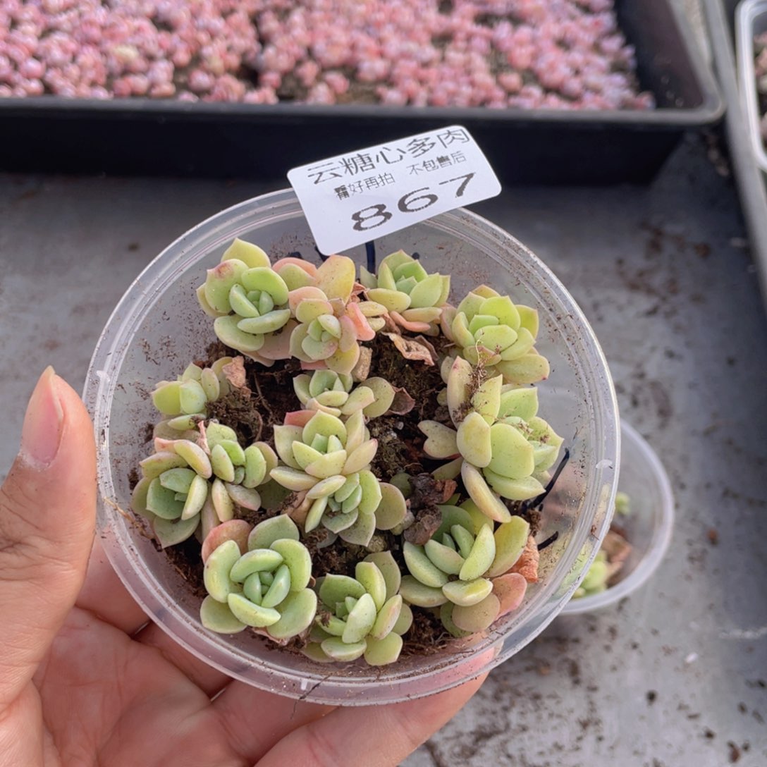 云糖心多肉植物867