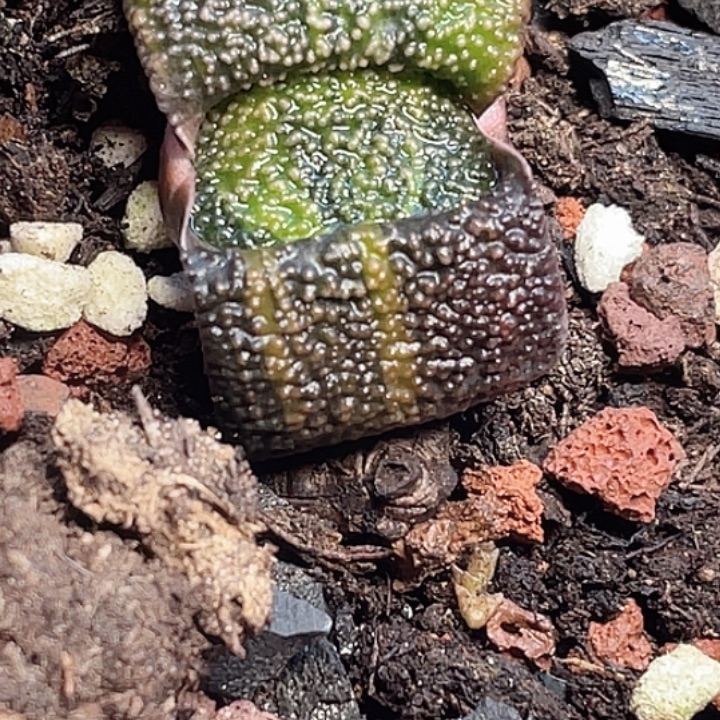 凤***叔一物一拍客户专拍