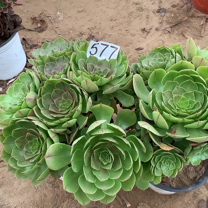 无花朵577两颗万拉丝多肉植物