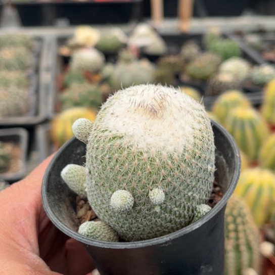 当前无花栽培后可以开花实生月世界