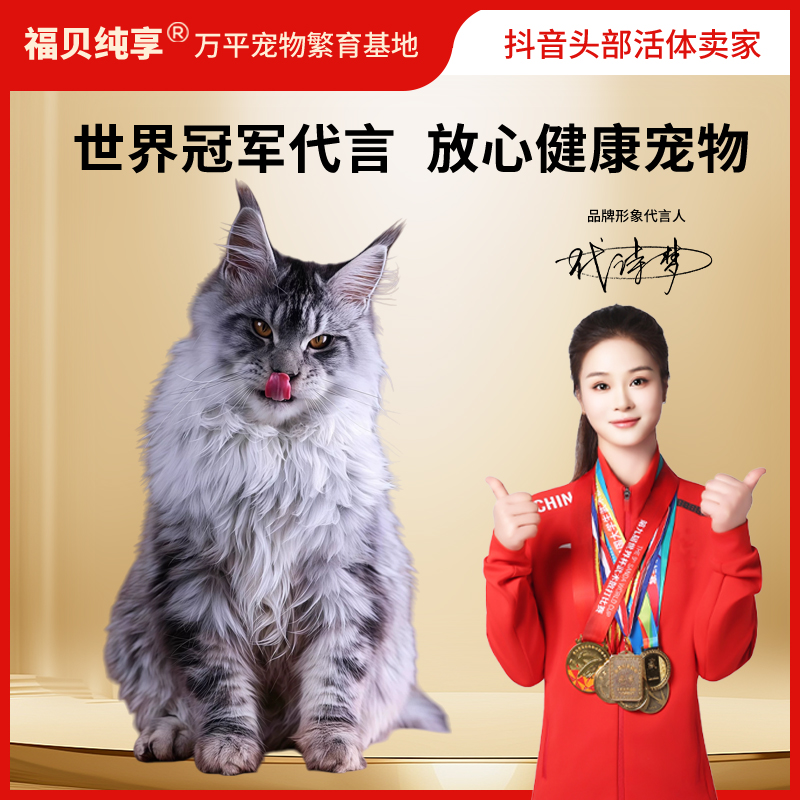 【福利款2】缅因猫 幼猫 幼崽 纯种大脚缅因猫