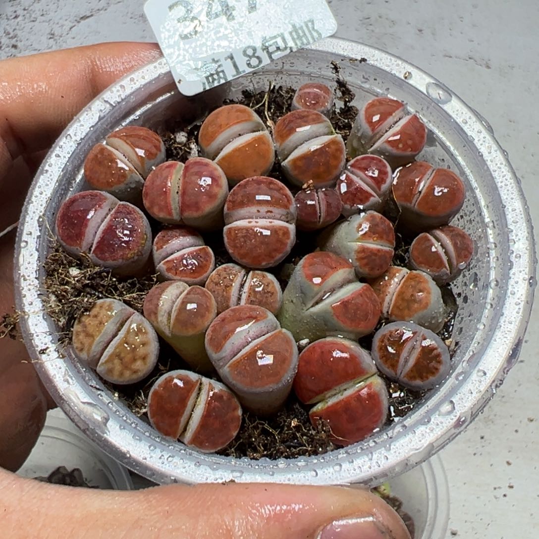 【闪购商品】 347。     