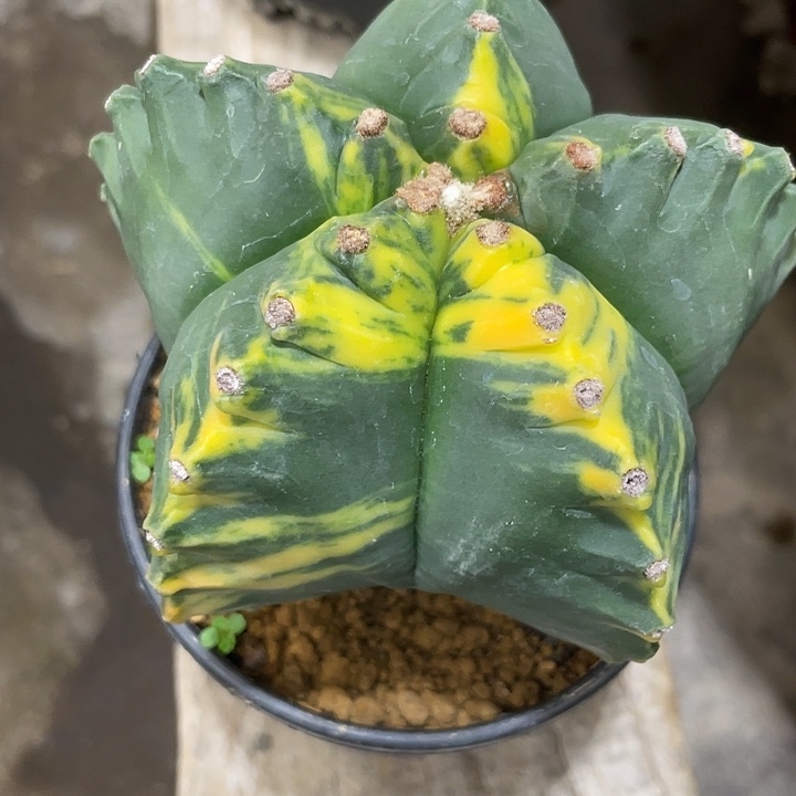 实生根龟甲锦仙人球一物一拍