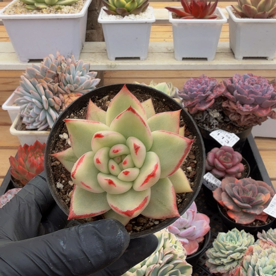 1108-130樱花玛丽亚锦