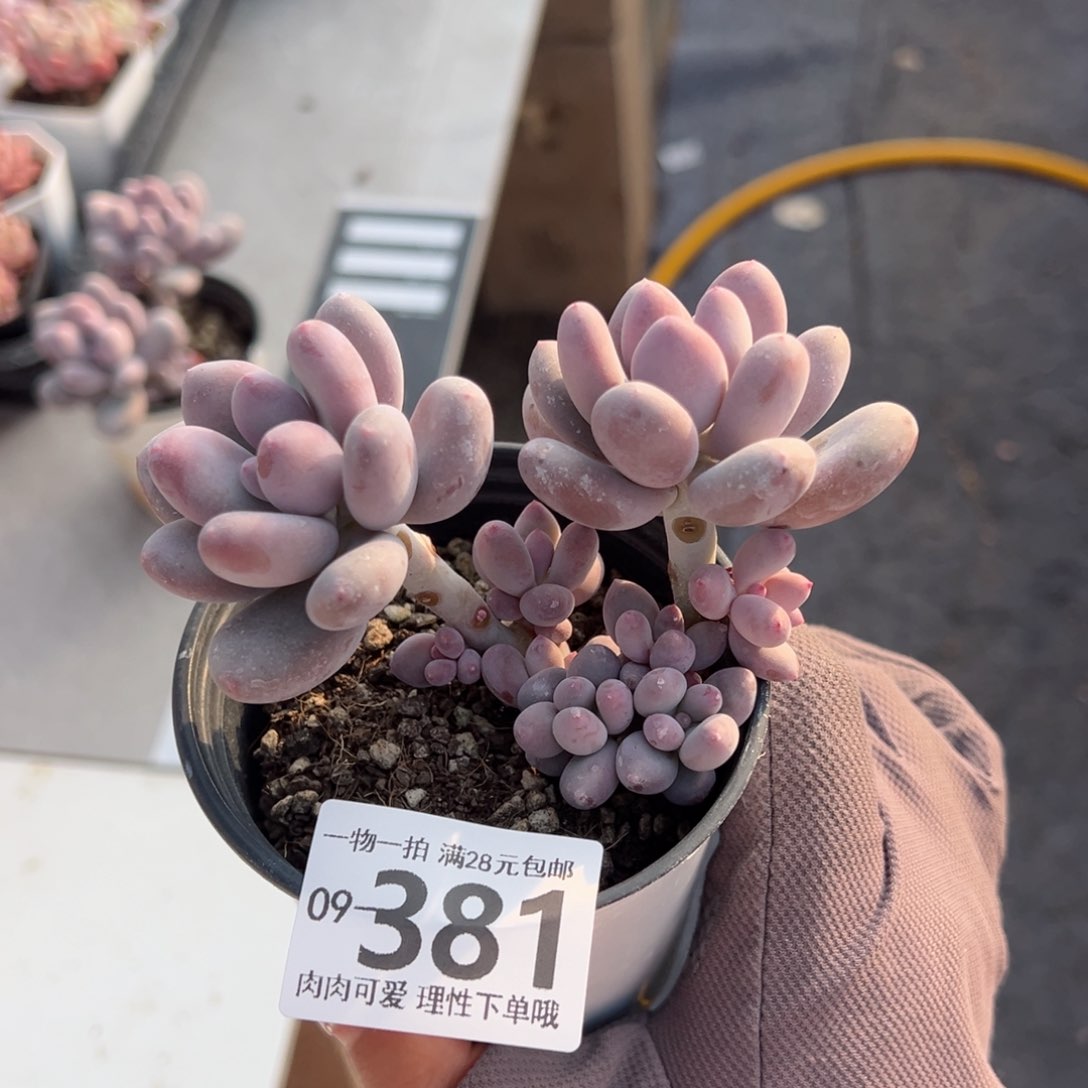 海狸美人多肉多肉多肉