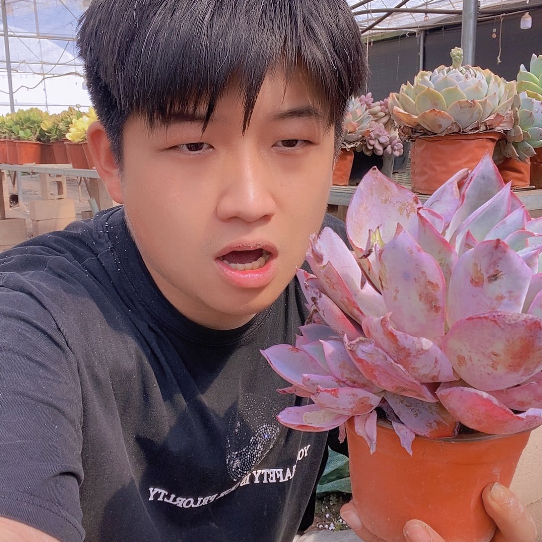 晚霞仙子大单头特价