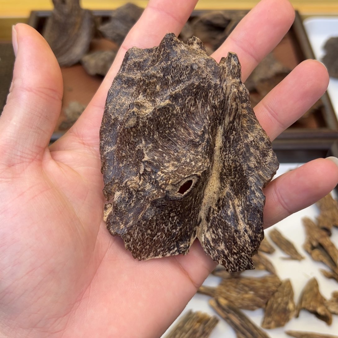 海南天然老铁头12.8g