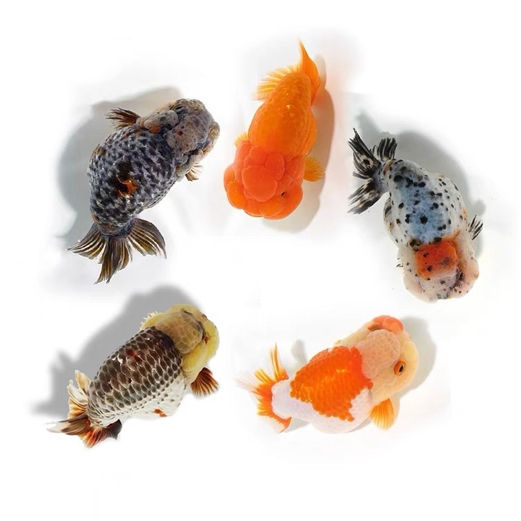 精品兰寿金鱼泰狮金鱼 