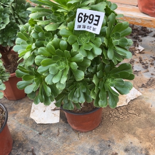 649绿羊绒不包断枝