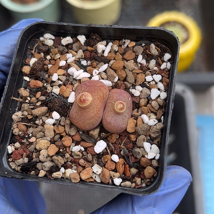 脱土发，满28包邮。毛杂03