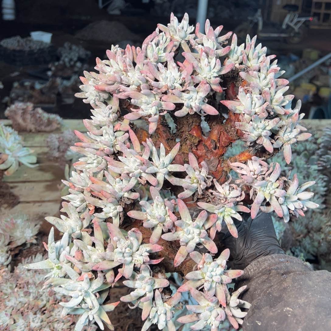 8752哈哈哈哈哈哈哈哈