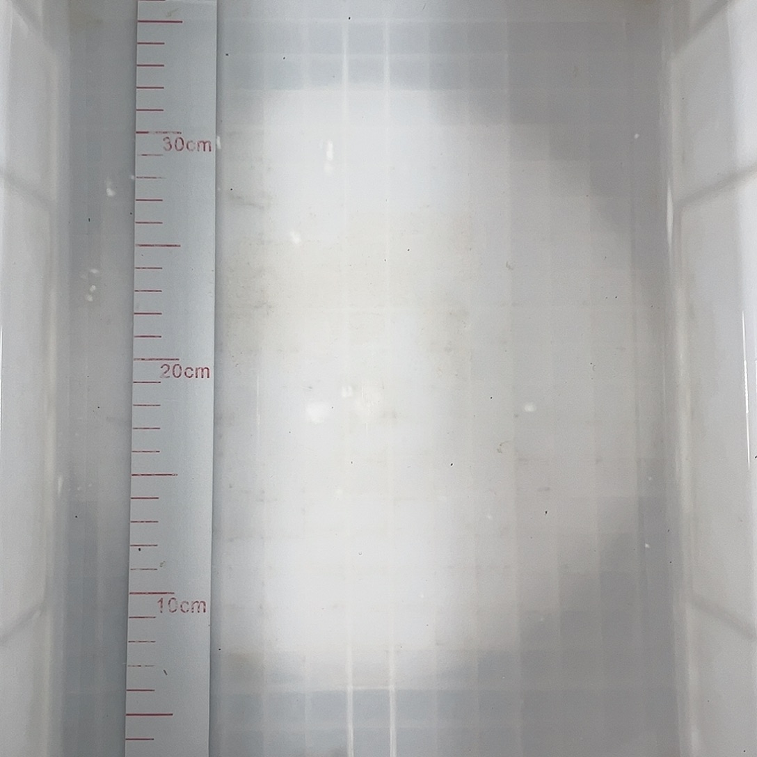 锦鲤巴塞罗那大正三色