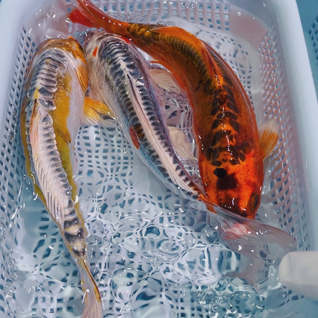 锦鲤锦鲤冷水鱼观赏147