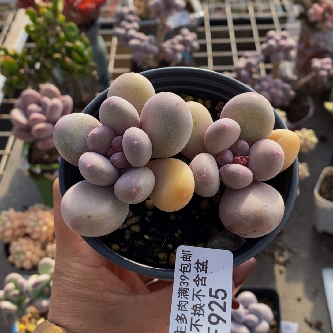 蛋黄奶酪925/8c m