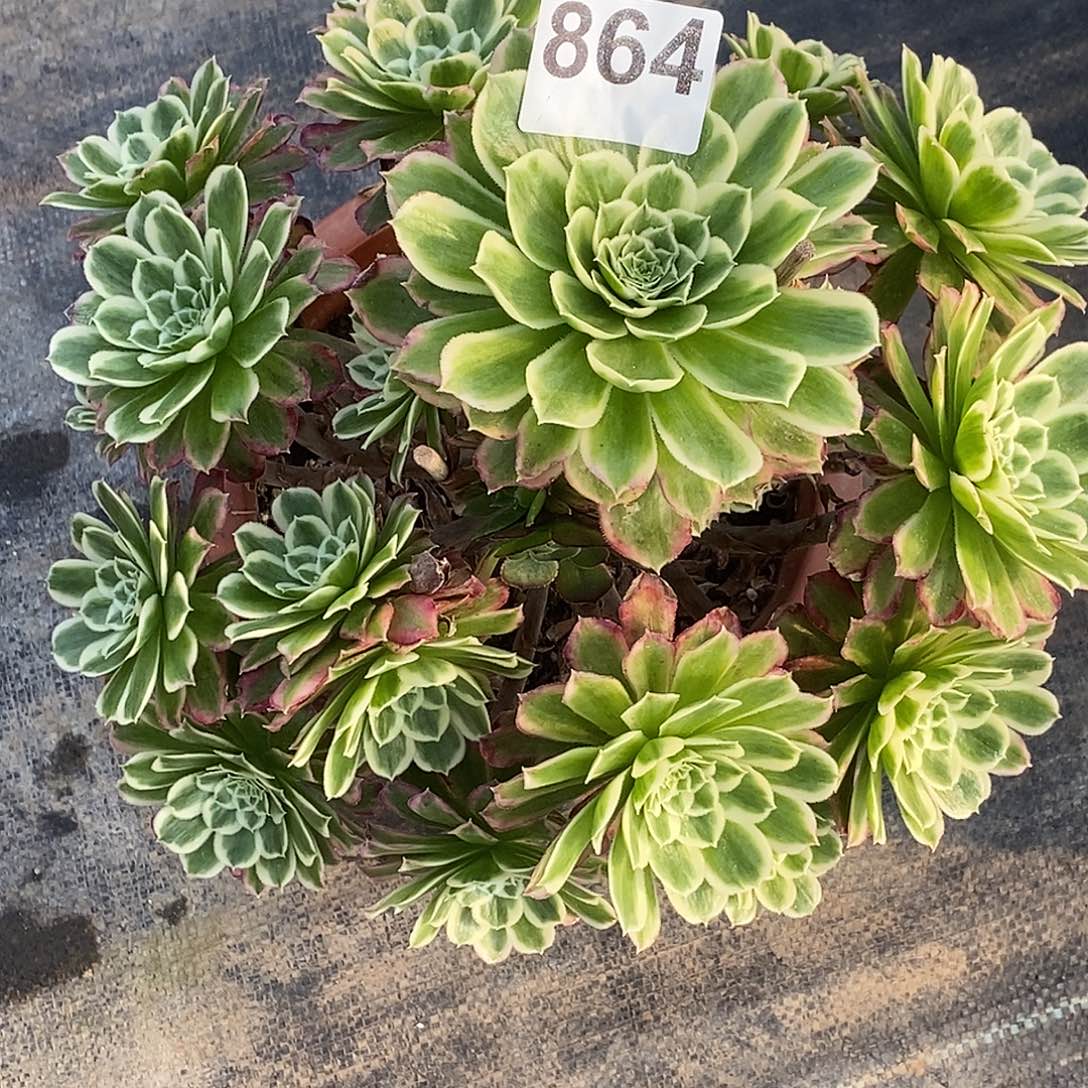 864糖果粉黛冠服25公分以上