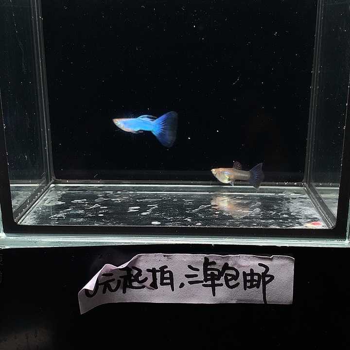 孔雀鱼辛加兰一对