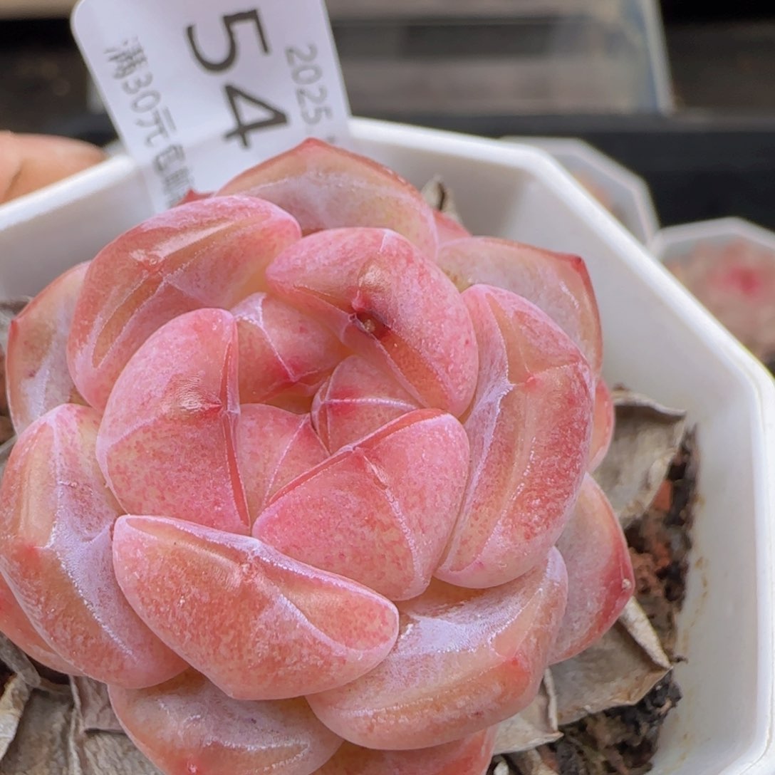 珍妮单头一颗脱土