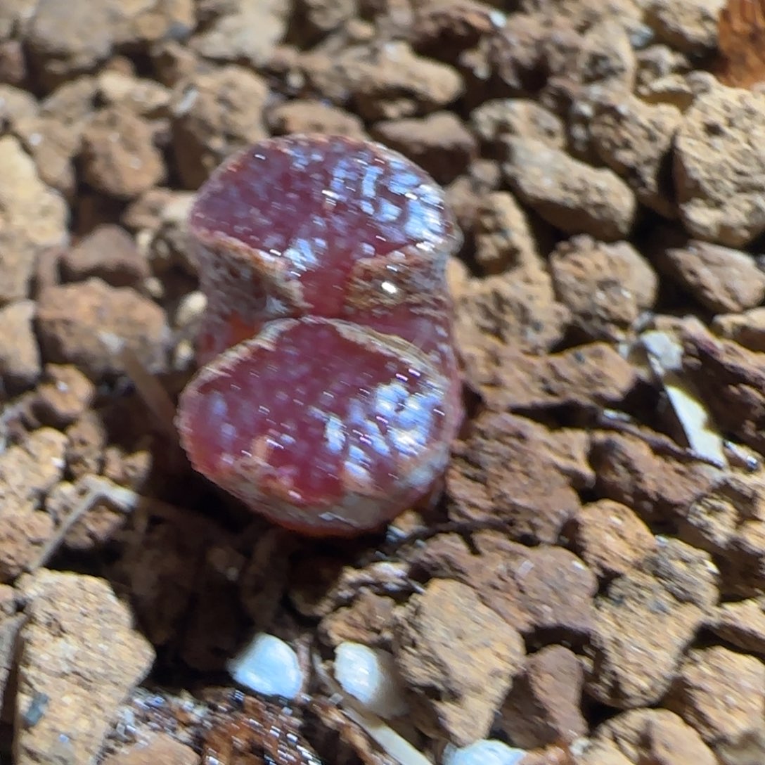 肉锥多肉植物组合-蝴蝶1685