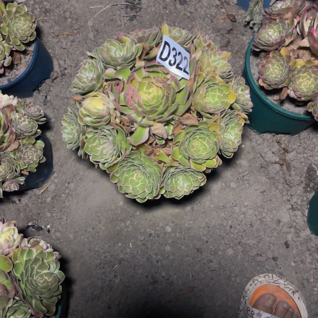 万紫法师26//-16包邮