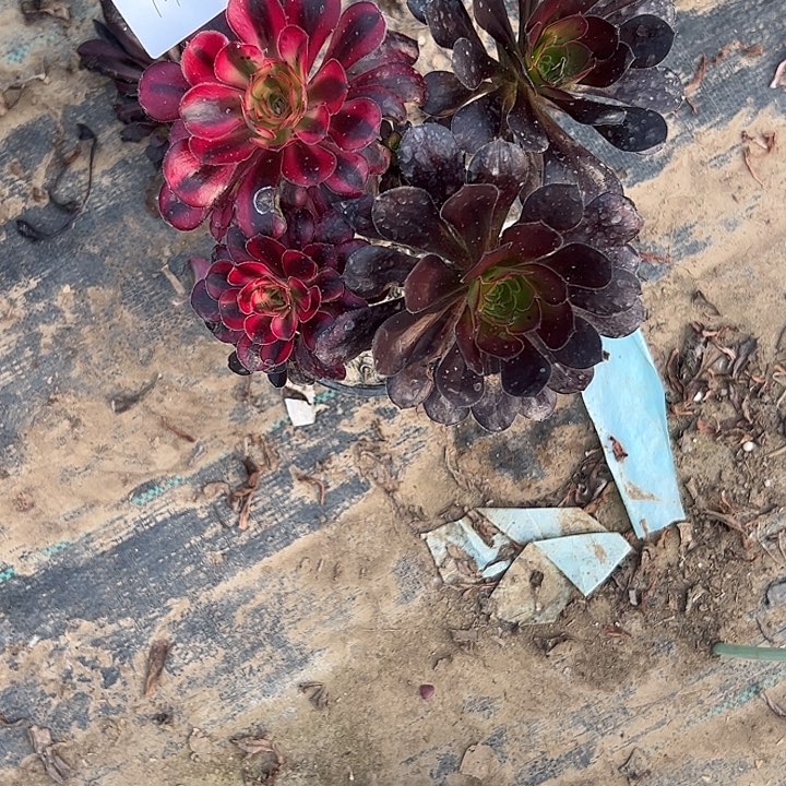 ?****?多肉法师植物链接121