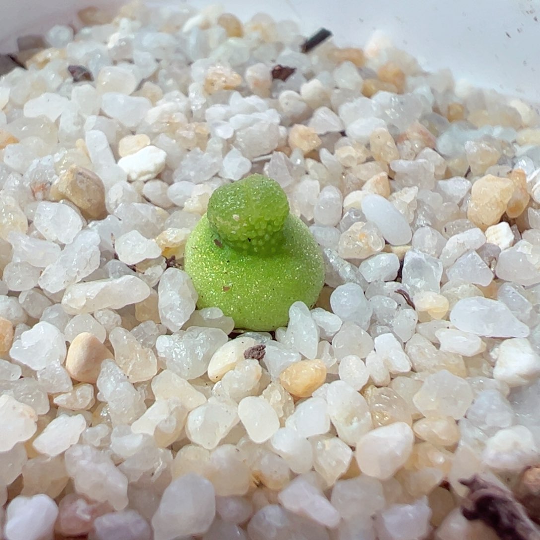 210-287.小葫芦多肉