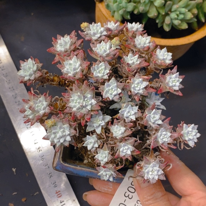 夏悦多肉0303-7白菊