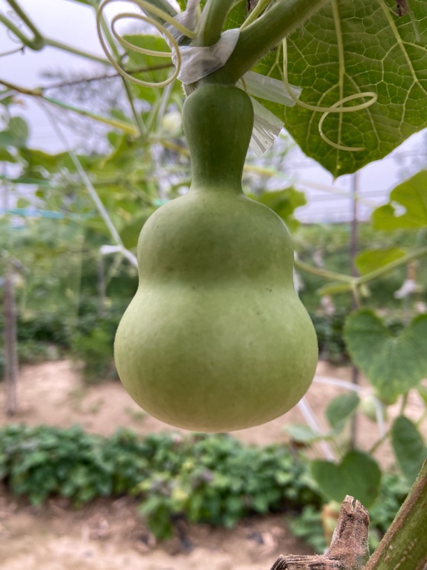 直播间专用文玩葫芦链接