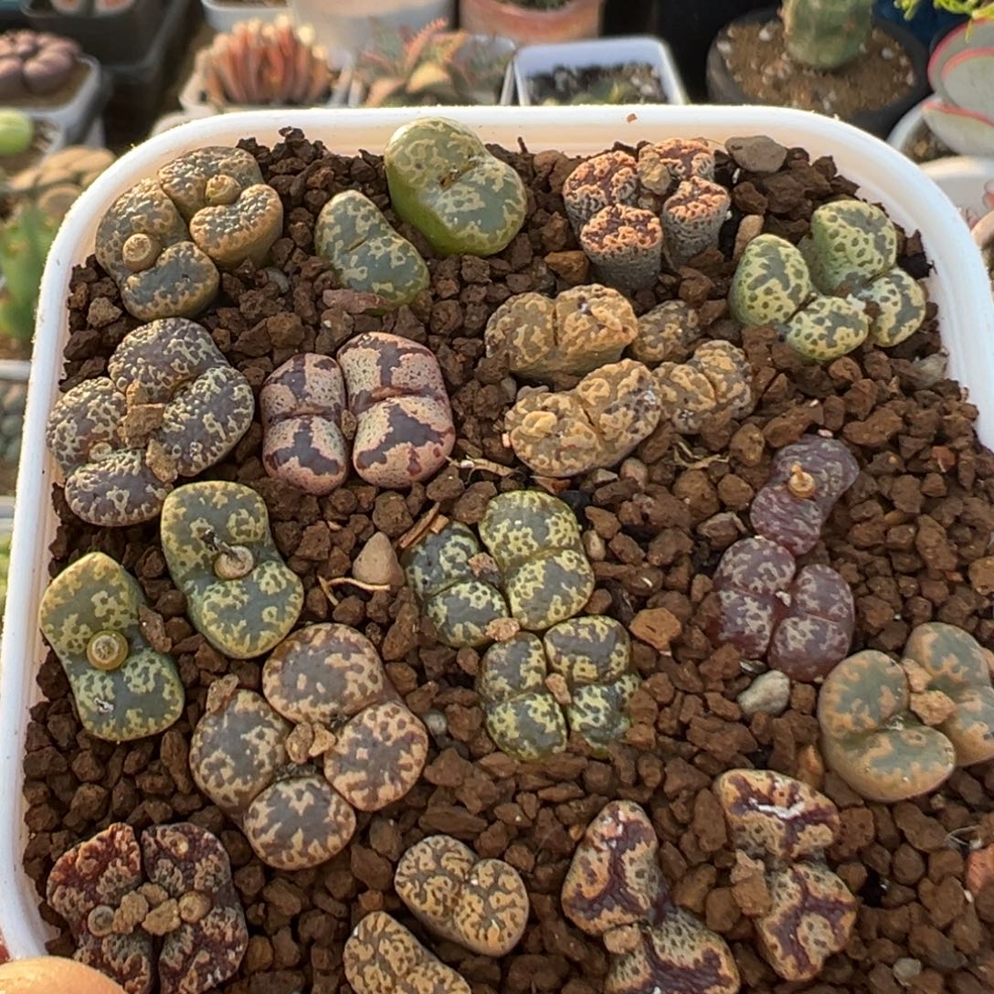 90多肉植物百科植物