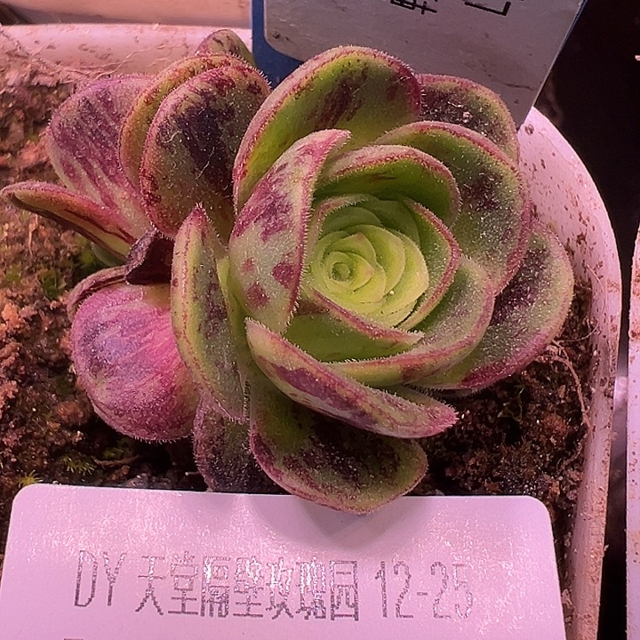 露妮514极品微澜玫瑰群