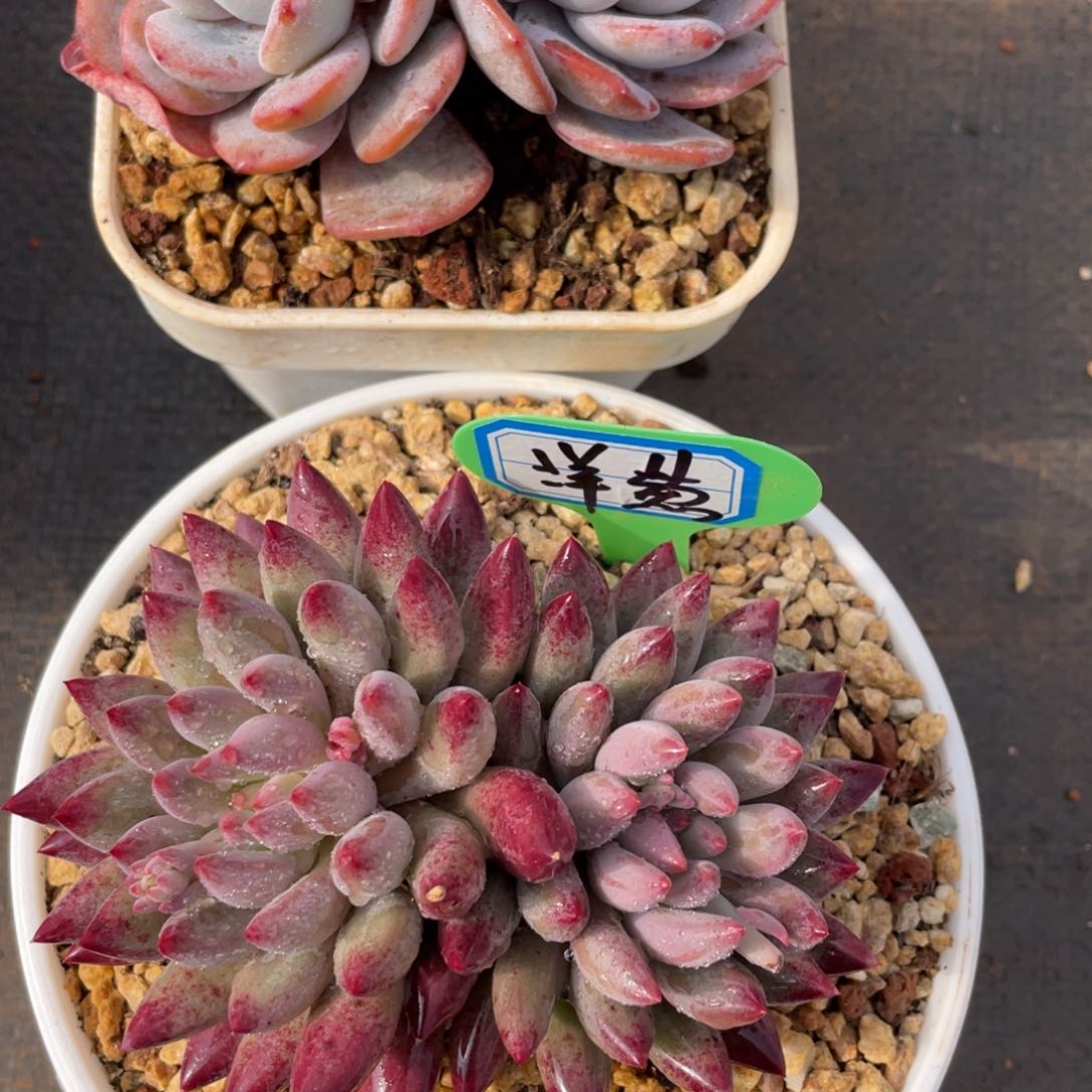 ?**?姐姐我要买一个大