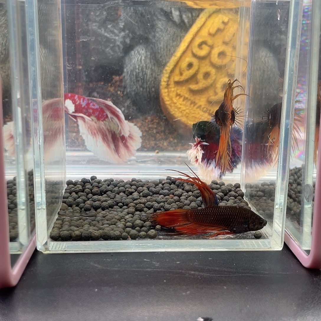 斗鱼46号1220早两只毒液