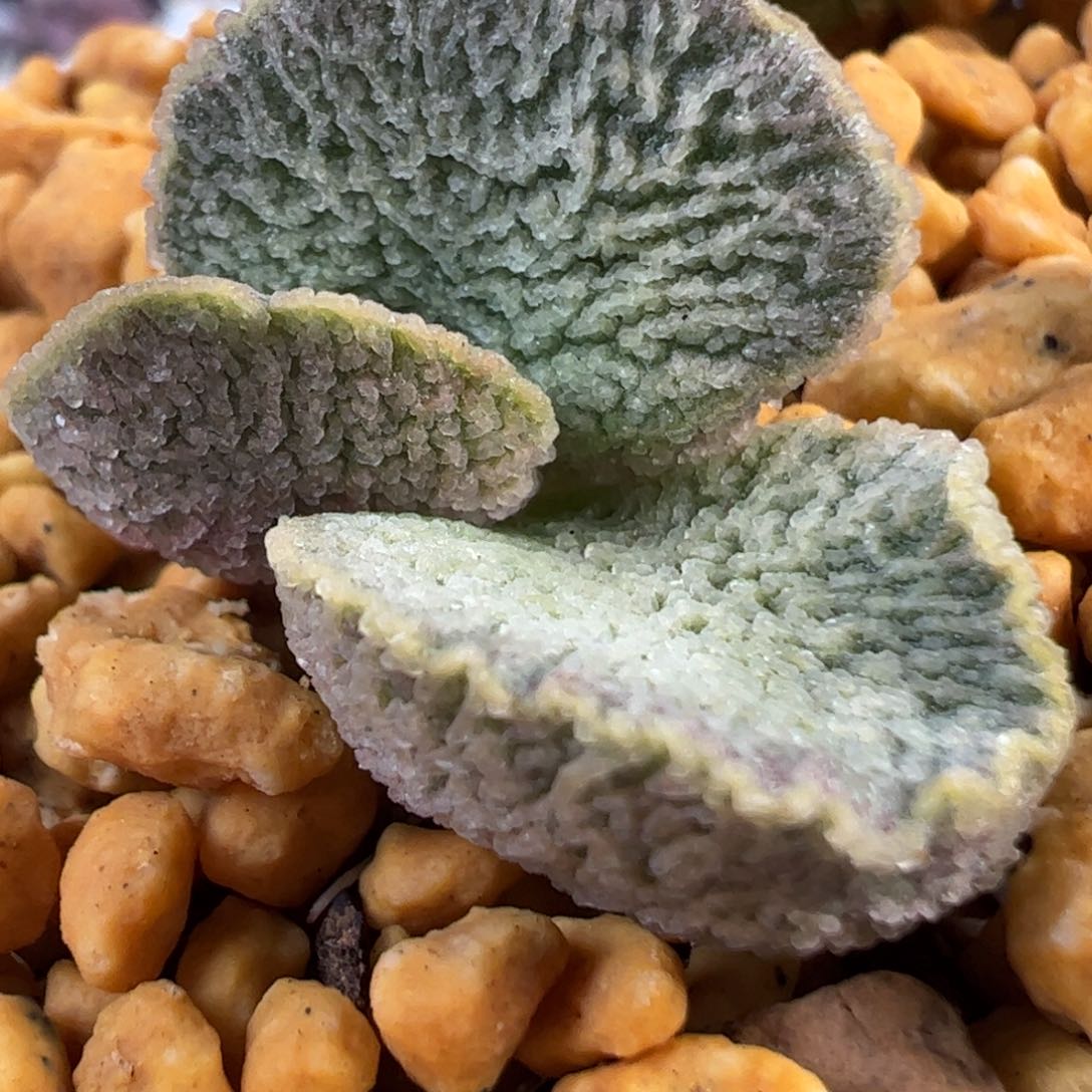 024-7862叶片叶片叶片